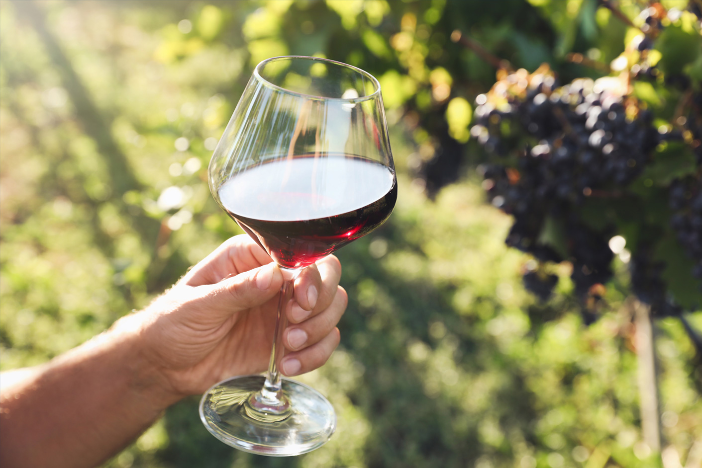 Controles de contaminantes naturales y artificiales para el desarrollo de vinos